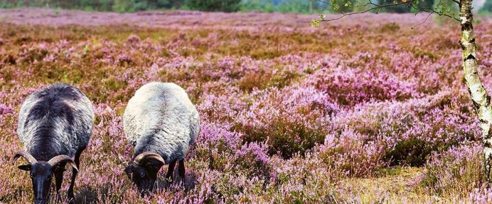 Hotel Egestorfer Hof - Hotel-Außenansicht