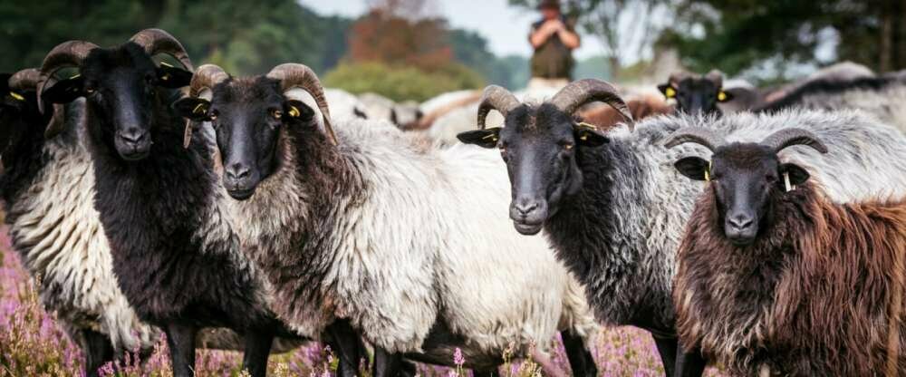 Hotel Egestorfer Hof - Hotel-Außenansicht