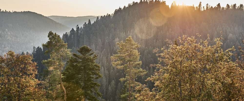 Hotel Kronelamm im Schwarzwald - Hotel-Außenansicht