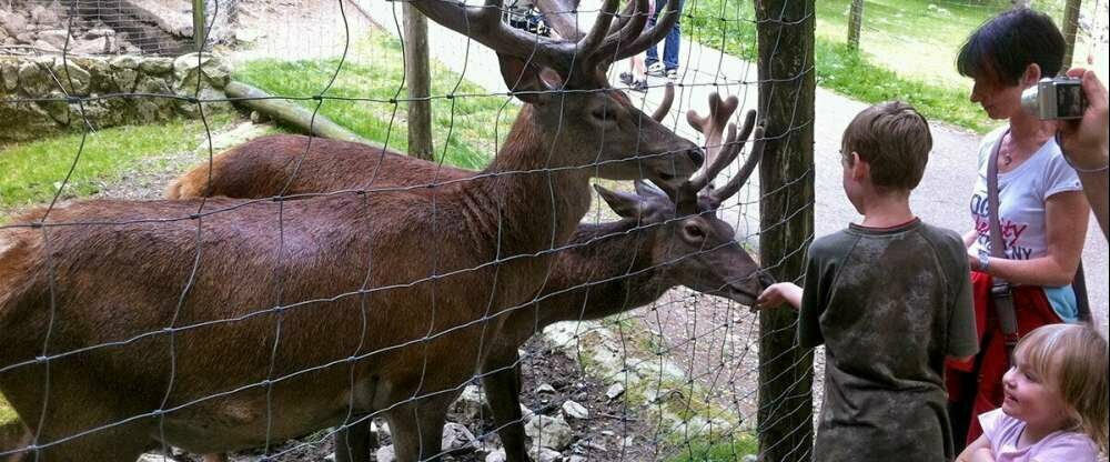 Bergwildpark Steinwasenpark mit Sommerrodelbahn und Streichelzoo