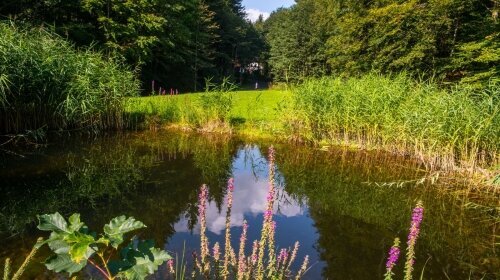 Hotel Waldmühle - Terrasse/Außenbereich