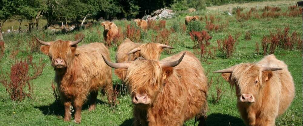 Hotel Wemperhardt - Umgebung