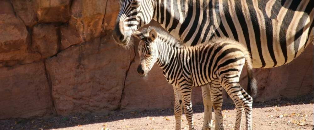 Zebranachwuchs im Zoo