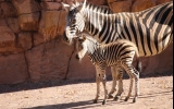 Zebranachwuchs im Zoo