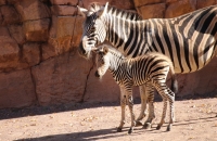 Zebranachwuchs im Zoo