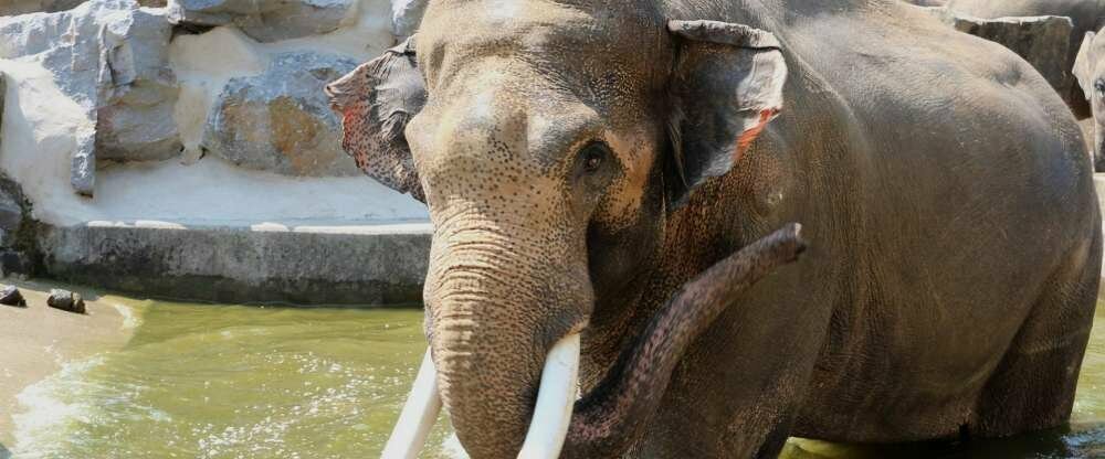 Tal der grauen Riesen im Zoo