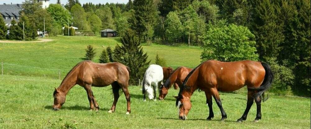 Hotel Zollhaus - Terrasse/Außenbereich