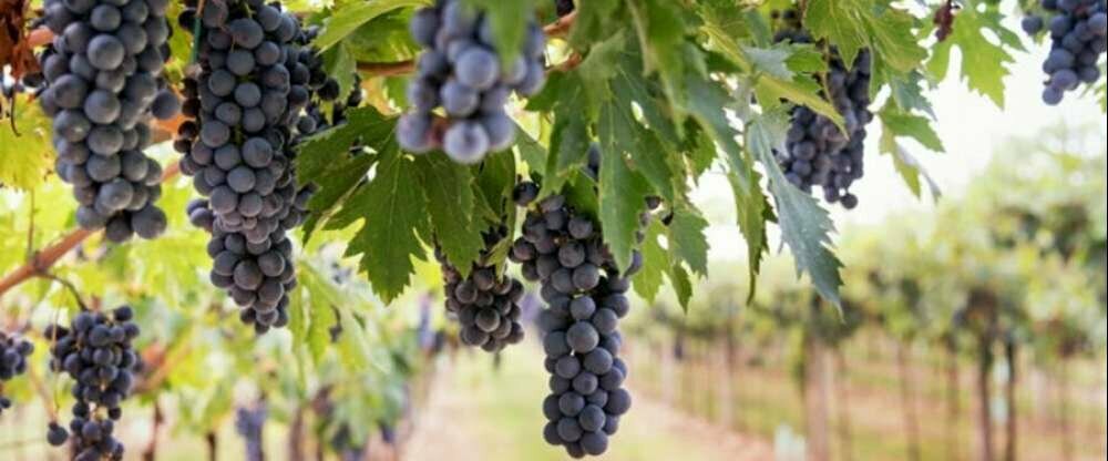 Hotel zur Post - Umgebung