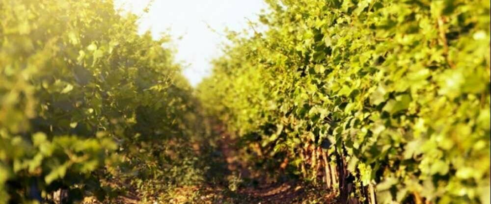 Hotel zur Post - Umgebung