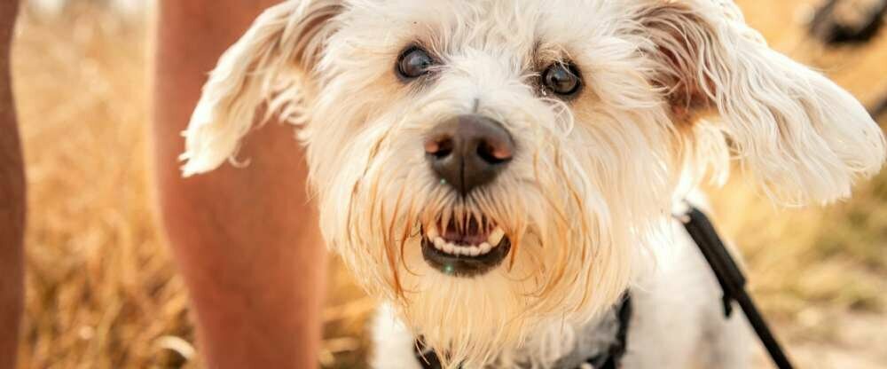 Wir in Dampland sind bestens auf euch und eure Vierbeiner eingestellt. Ihr sollt euch in den Ferienhäusern von Asgard und in den Zimmern unseres Ostseehotels Midgard allzeit pudelwohl, schäferhundwohl und noch viel wohler fühlen. 