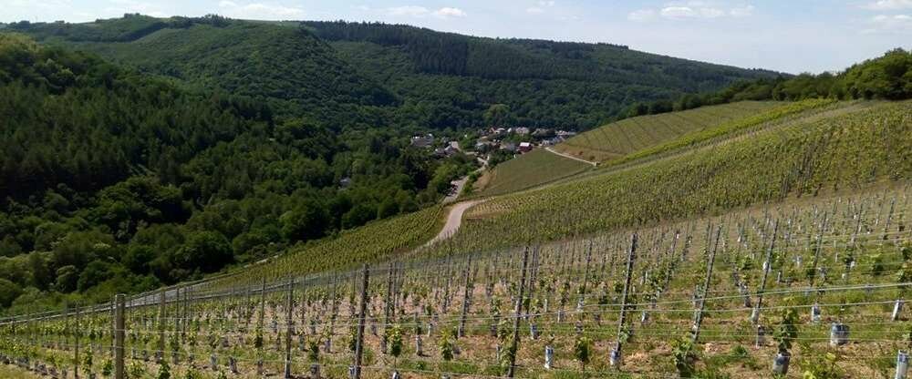 Landgasthof Simon - Umgebung