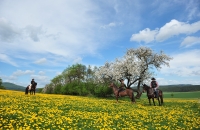 Landhotel Zur Grünen Kutte - Hotel-Außenansicht