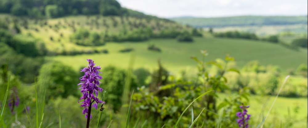 Landhotel Zur Grünen Kutte - Umgebung