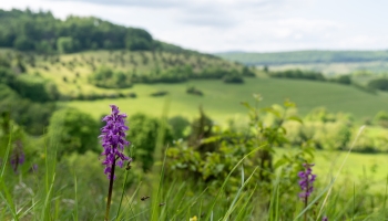 Landhotel Zur Grünen Kutte - Umgebung