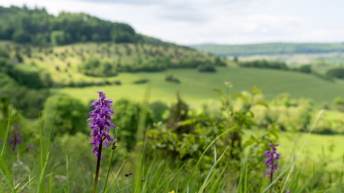 Landhotel Zur Grünen Kutte - Umgebung