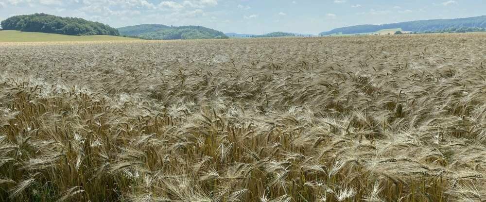Landidyll Landhaus zum Mushof - Umgebung