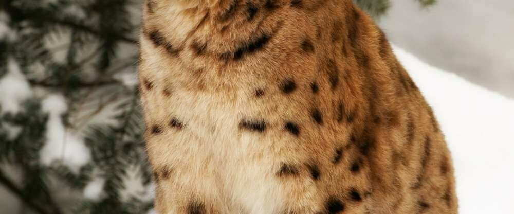 Hält keinen Winterschlaf: der Luchs im Tierfreigelände des Nationalparks