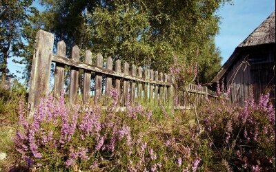 Lüneburger Heide