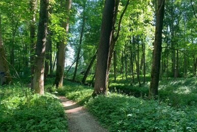 Wald, Quelle: Natur Hotel Lindenhof