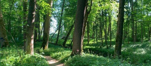 Wald, Quelle: Natur Hotel Lindenhof