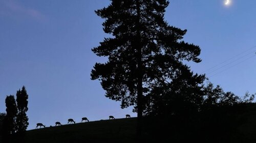 Naturparkhotel Adler St. Roman - Umgebung