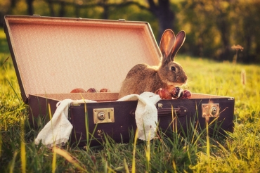 Array, Quelle: Panorama Hotel Winterberg
