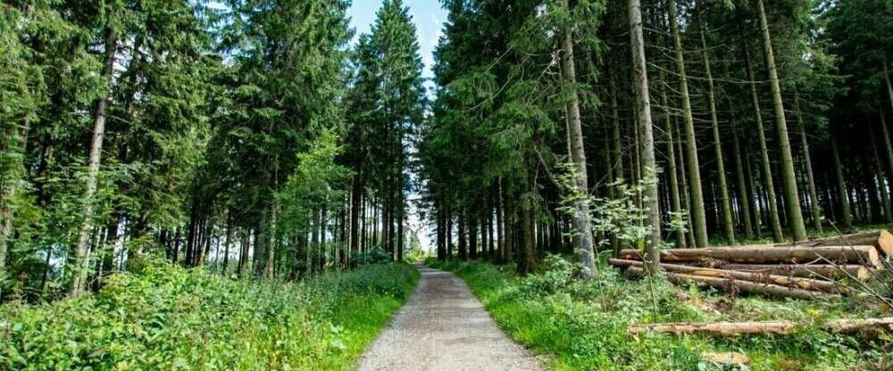 Panorama Hotel Winterberg - Umgebung