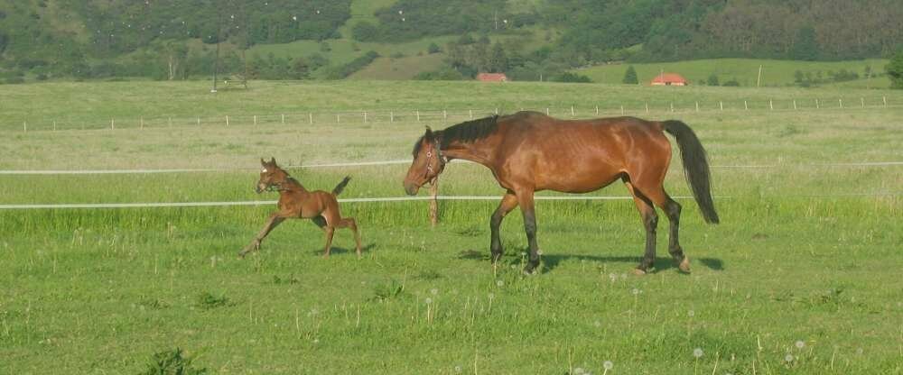 Pytloun Schlosshotel Ctenice - Umgebung