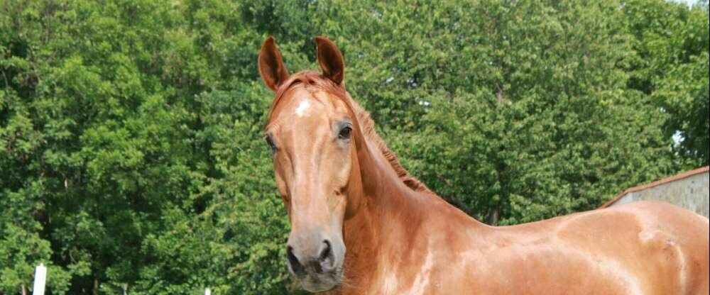 Pytloun Schlosshotel Ctenice - Umgebung