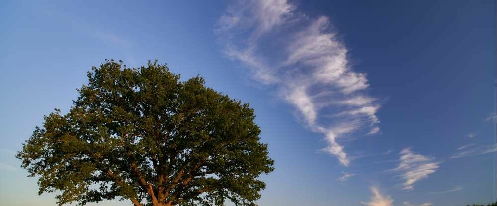 Ringhotel Forellenhof Walsrode - Umgebung