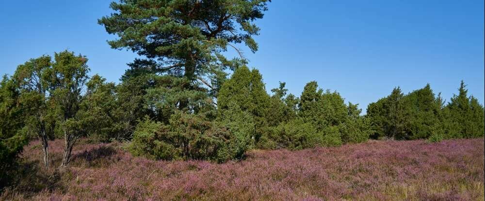 Ringhotel Forellenhof Walsrode - Umgebung