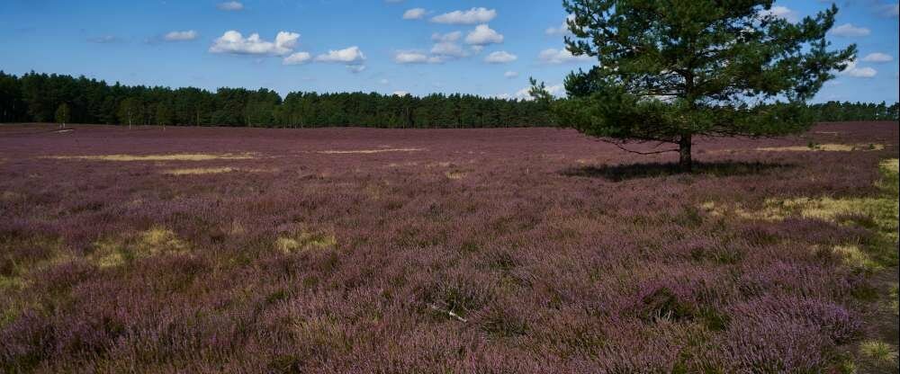 Ringhotel Forellenhof Walsrode - Umgebung