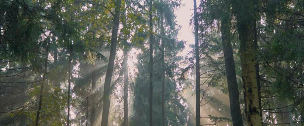 Ringhotel Forellenhof Walsrode - Umgebung