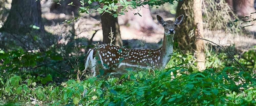 Ringhotel Forellenhof Walsrode - Umgebung