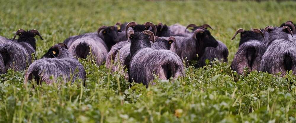 Ringhotel Forellenhof Walsrode - Umgebung
