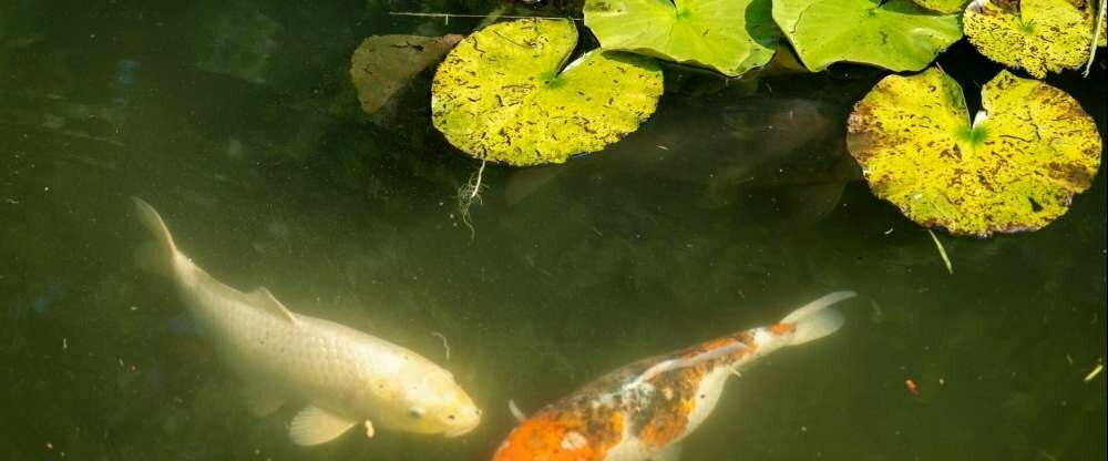 Ringhotel Köhlers Forsthaus - Terrasse/Außenbereich