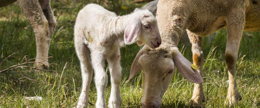 Ringhotel zum Kreuz - Schafe