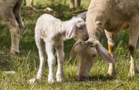 Ringhotel zum Kreuz - Schafe
