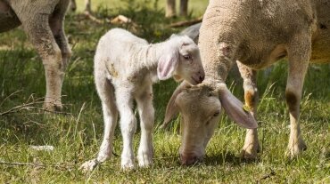 Array, Quelle: Ringhotel sKreuz