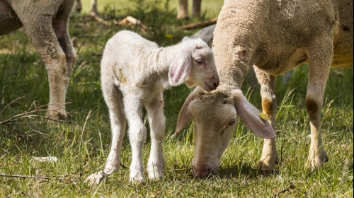 Ringhotel zum Kreuz - Schafe