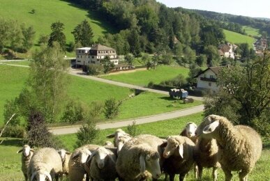 Schafswiesehotel, Quelle: Hotel Grüner Baum