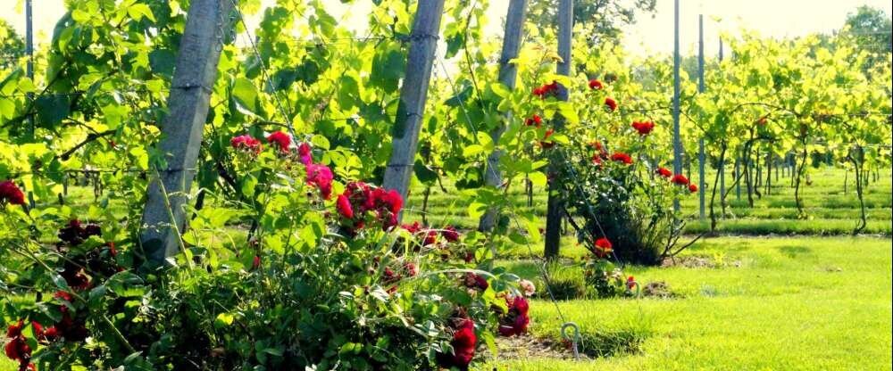 Schlosshotel Wiechlice - Umgebung