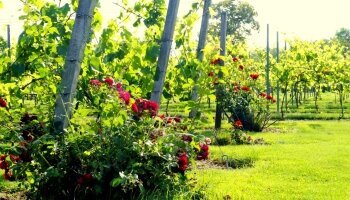 Schlosshotel Wiechlice - Umgebung