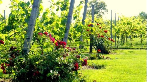 Schlosshotel Wiechlice - Umgebung