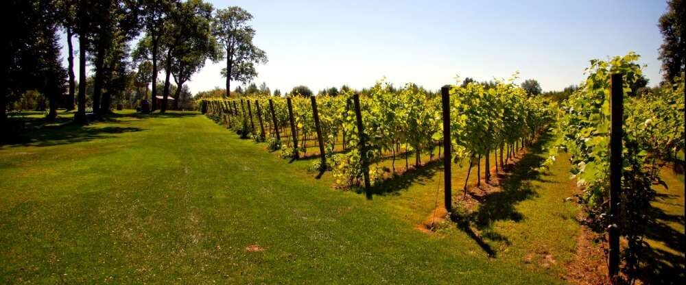 Schlosshotel Wiechlice - Umgebung