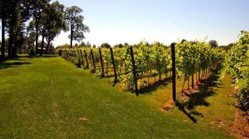 Schlosshotel Wiechlice - Umgebung