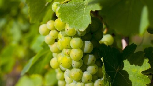 Schlosshotel Wiechlice - Umgebung