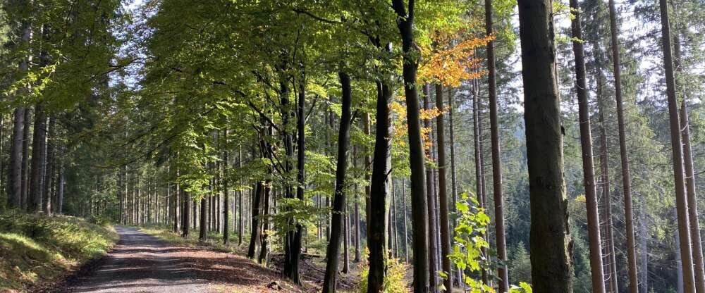 Schöne Asten Resort Winterberg - Zimmer