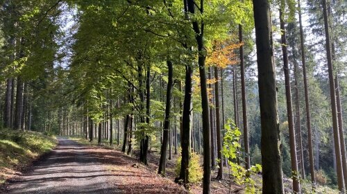 Schöne Asten Resort Winterberg - Zimmer