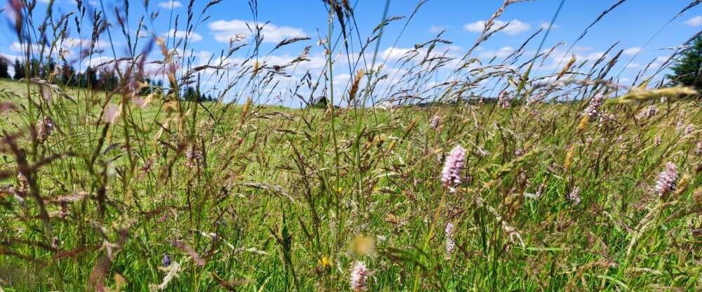 Schöne Asten Resort Winterberg - Zimmer